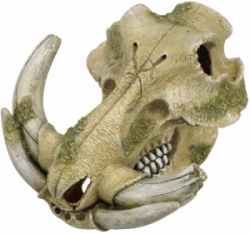 Nobby akvarijní dekorace Prase bradavičnaté lebka 19,3 x 19,5 x 12 cm
